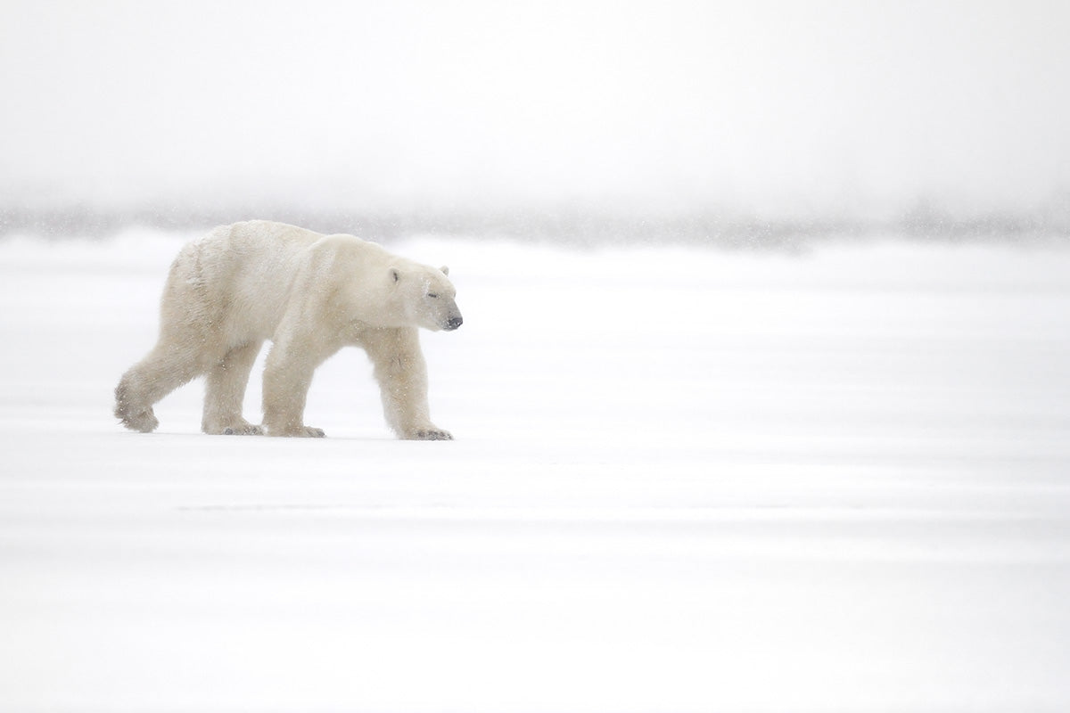 Walking in the snow Poster och Canvastavla
