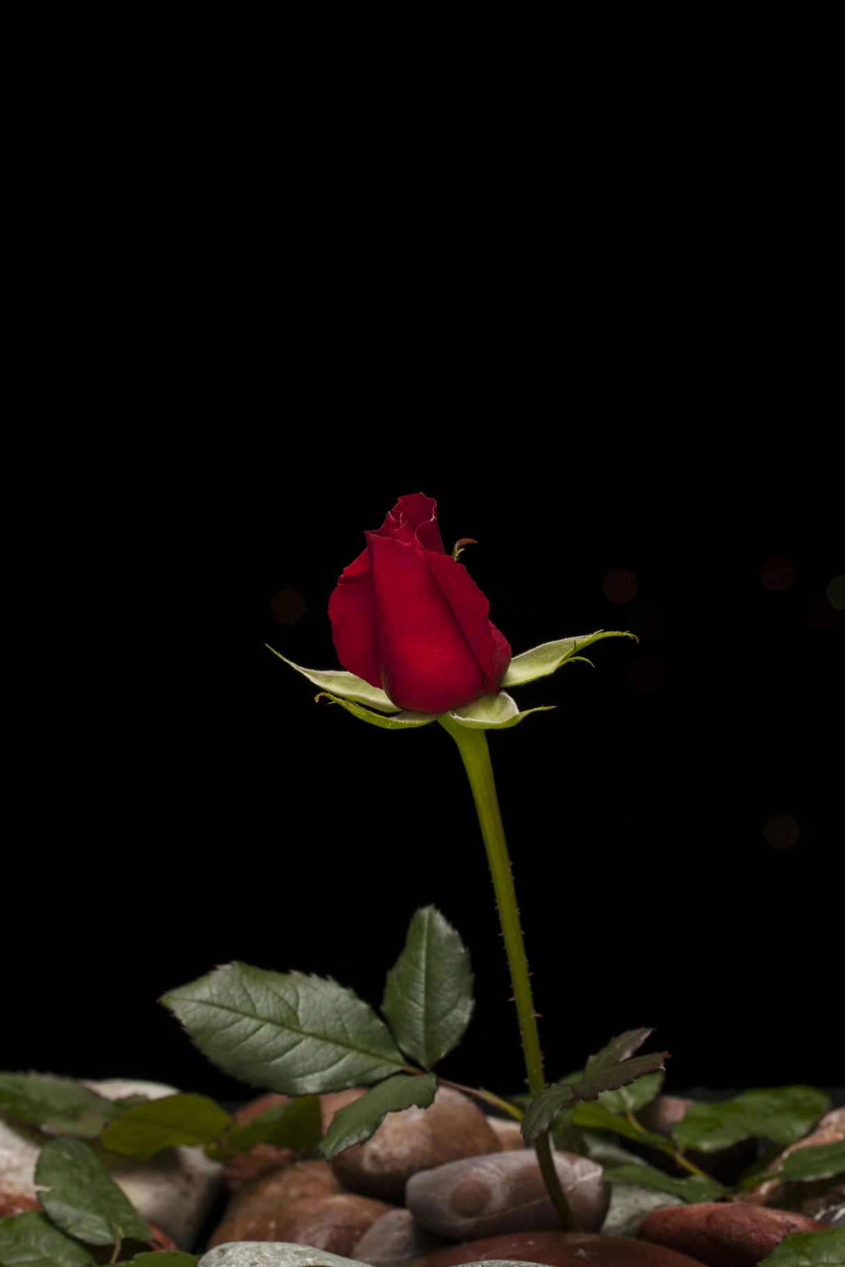red rose Poster och Canvastavla