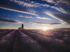 lavender sunrise Poster och Canvastavla