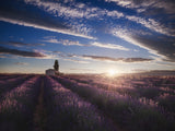 lavender sunrise Poster och Canvastavla
