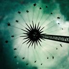 Dandelion Poster och Canvastavla