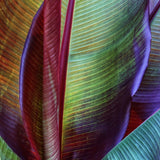 Banana skin Poster och Canvastavla