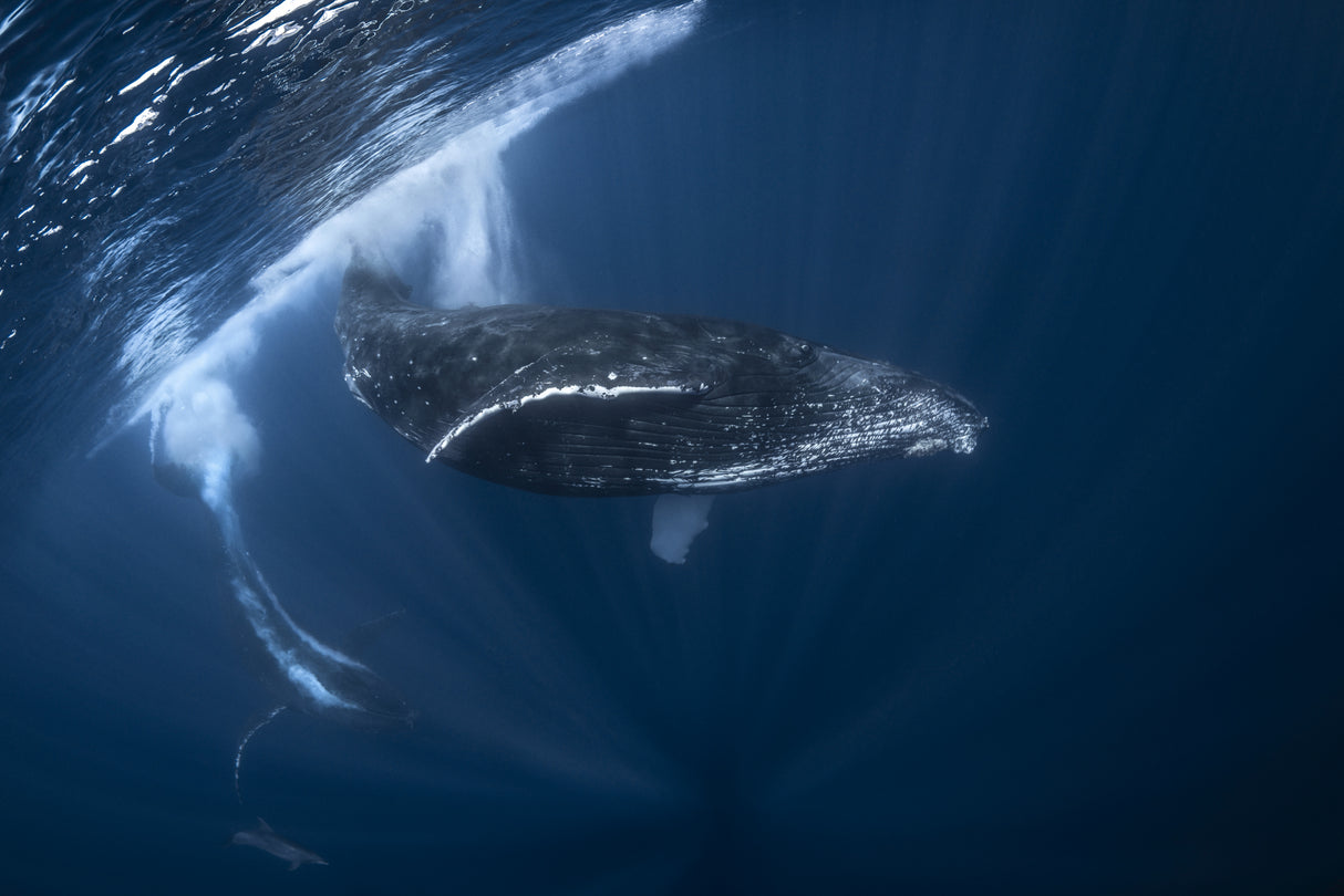 Humpback whale in active group Poster och Canvastavla