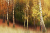 Autumn Colors Poster och Canvastavla