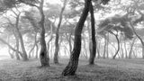 Mist Pine Forest Poster och Canvastavla