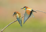 bee eater Poster och Canvastavla