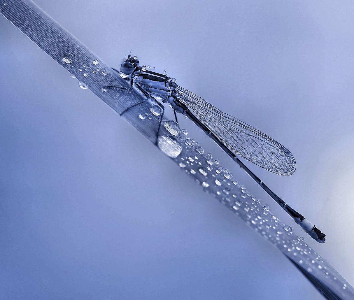 Dew bubbles... Poster och Canvastavla