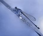 Dew bubbles... Poster och Canvastavla