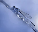 Dew bubbles... Poster och Canvastavla