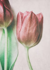 The Spring Lovers Poster och Canvastavla