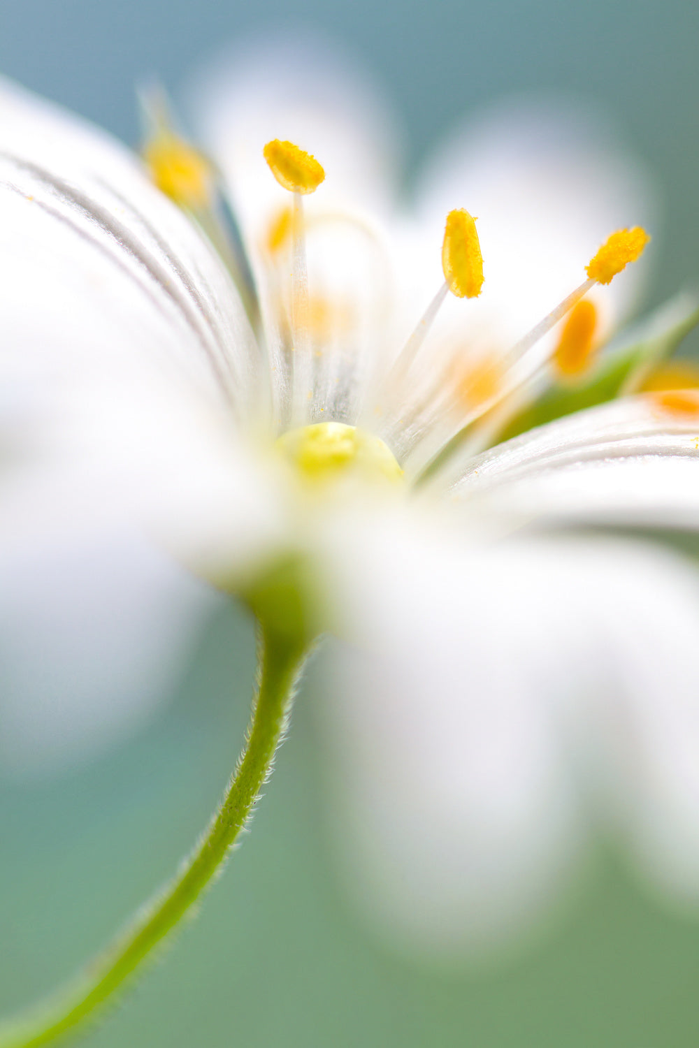 Stitchwort surprise Poster och Canvastavla