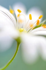 Stitchwort surprise Poster och Canvastavla