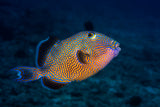 Blue triggerfish Poster och Canvastavla