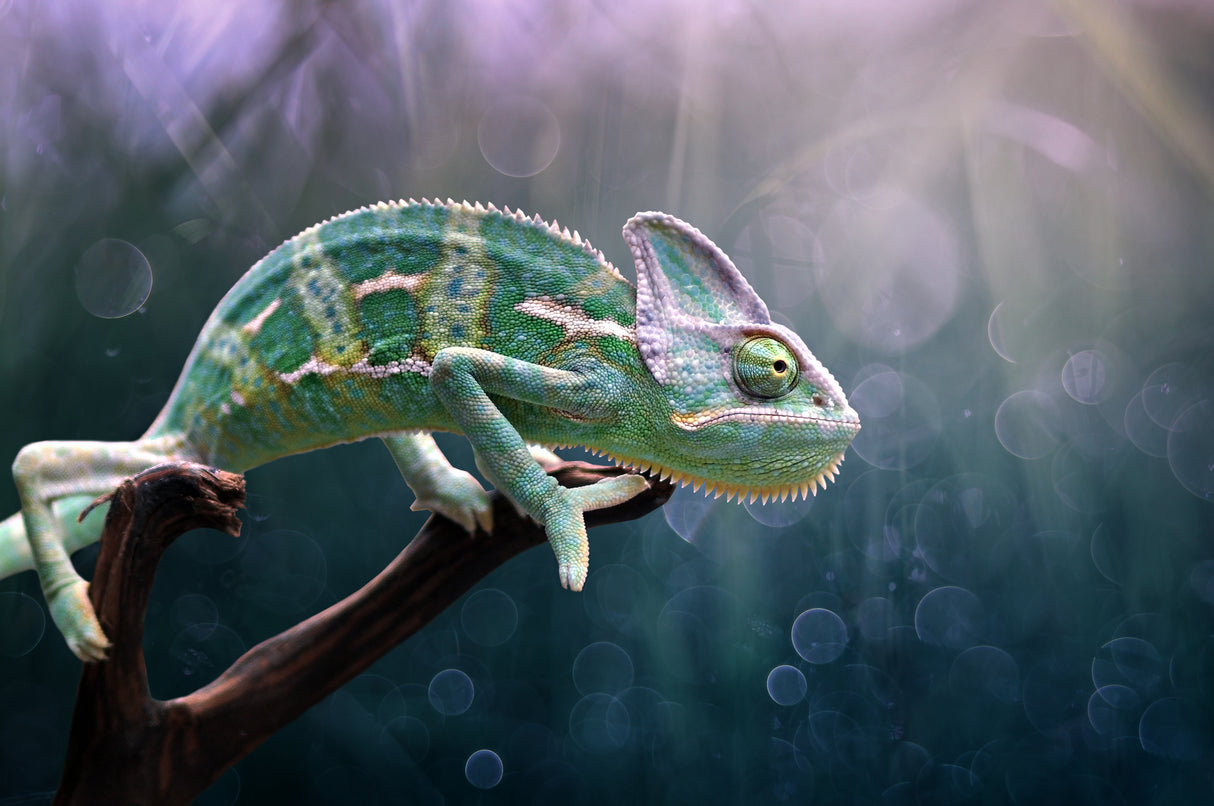 Chameleon Poster och Canvastavla