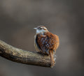 Carolina wren Poster och Canvastavla