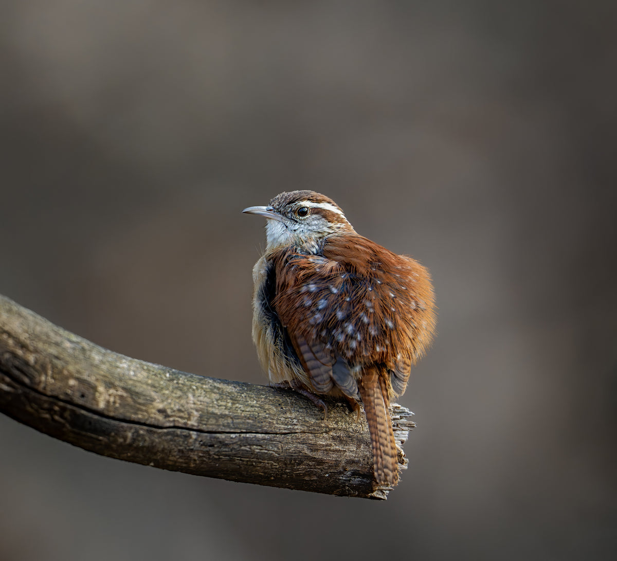 Carolina wren Poster och Canvastavla