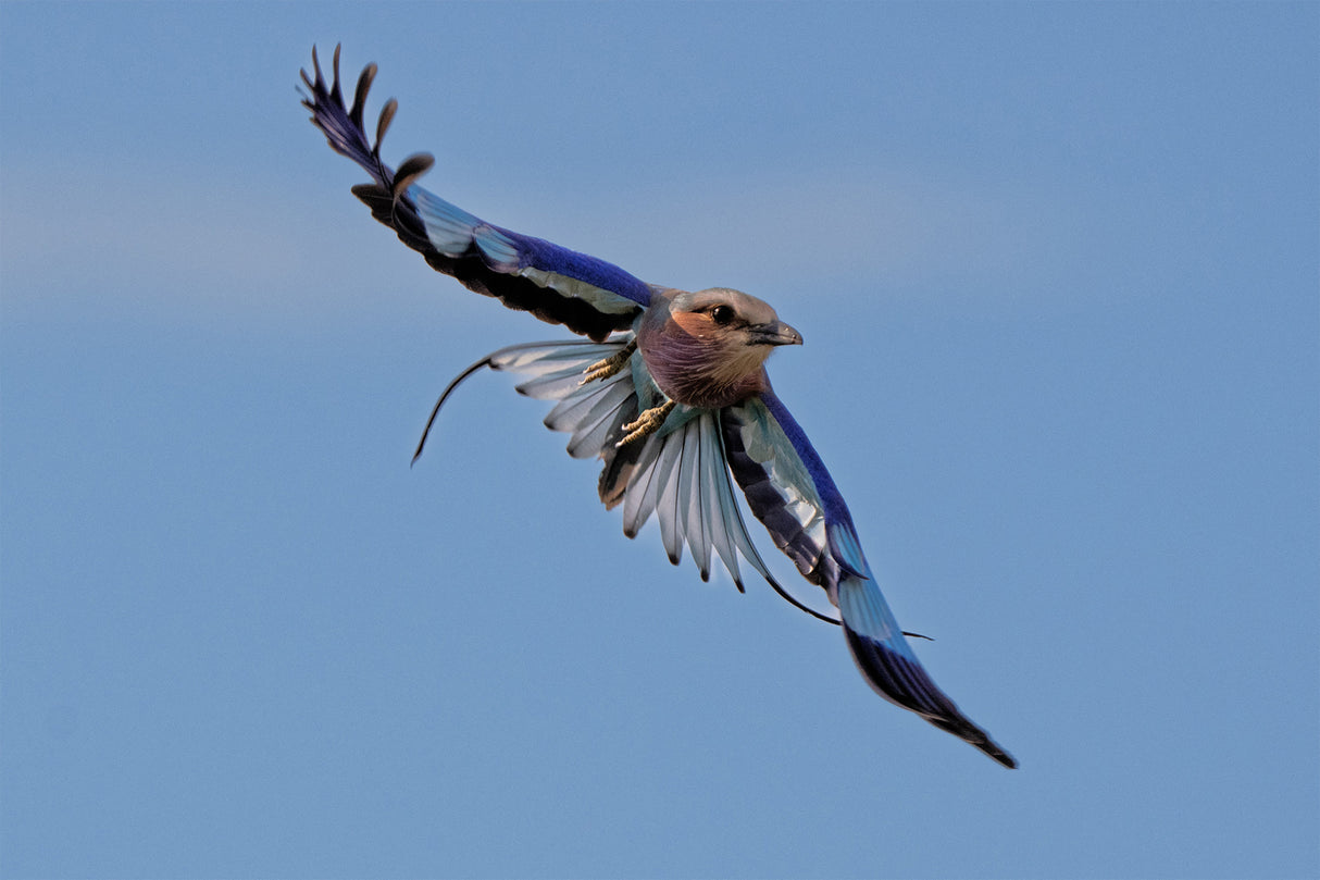 Lilac-breasted Roller Poster och Canvastavla