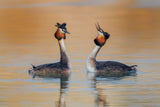 Podiceps cristatus Poster och Canvastavla