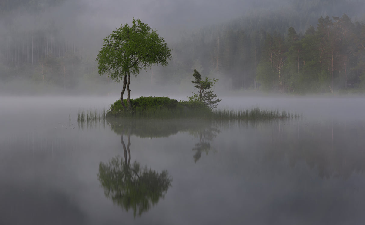 Misty morning Poster och Canvastavla