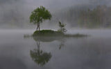 Misty morning Poster och Canvastavla