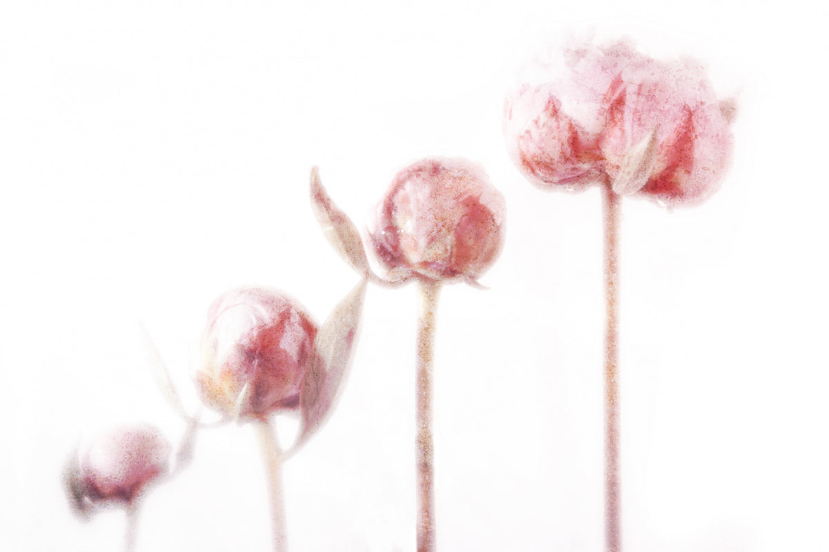 4 Peonies Poster och Canvastavla