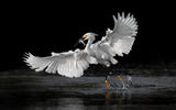 flying catch Poster och Canvastavla