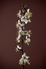Spring branch Poster och Canvastavla