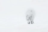Arctic Fox Poster och Canvastavla