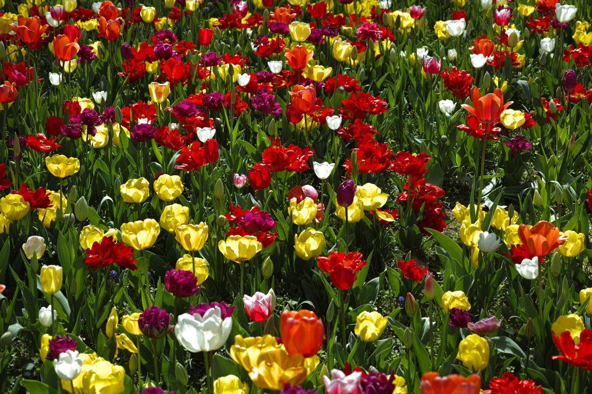 colorful tulips Poster och Canvastavla