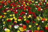 colorful tulips Poster och Canvastavla