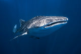 Whale Shark Poster och Canvastavla