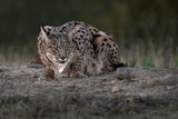 Iberian Lynx Poster och Canvastavla