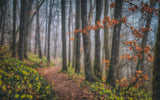 misty morning Poster och Canvastavla