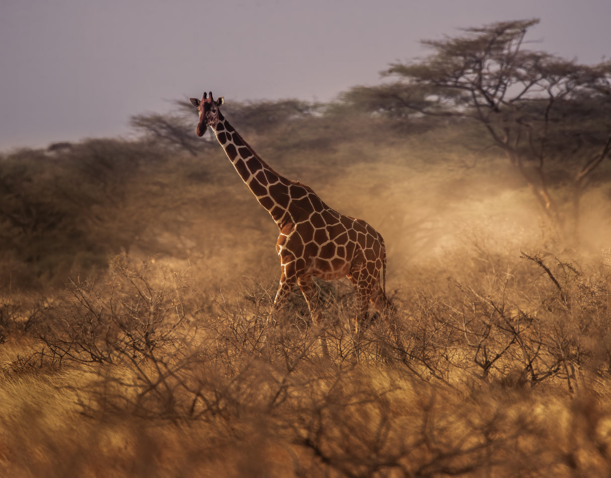 Reticulated giraffe Poster och Canvastavla