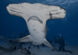 Dive with Giant (hammerhead shark in wild ocean) Poster och Canvastavla