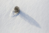 Alone in the field Poster och Canvastavla