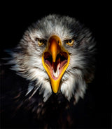 Eagel Poster och Canvastavla