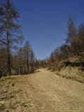 forest and path Poster och Canvastavla