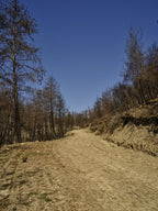 forest and path Poster och Canvastavla