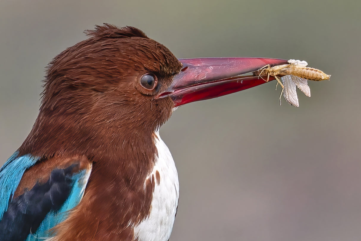 Kingfisher With Catch Poster och Canvastavla