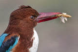 Kingfisher With Catch Poster och Canvastavla