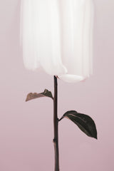 Peony 19 Poster och Canvastavla