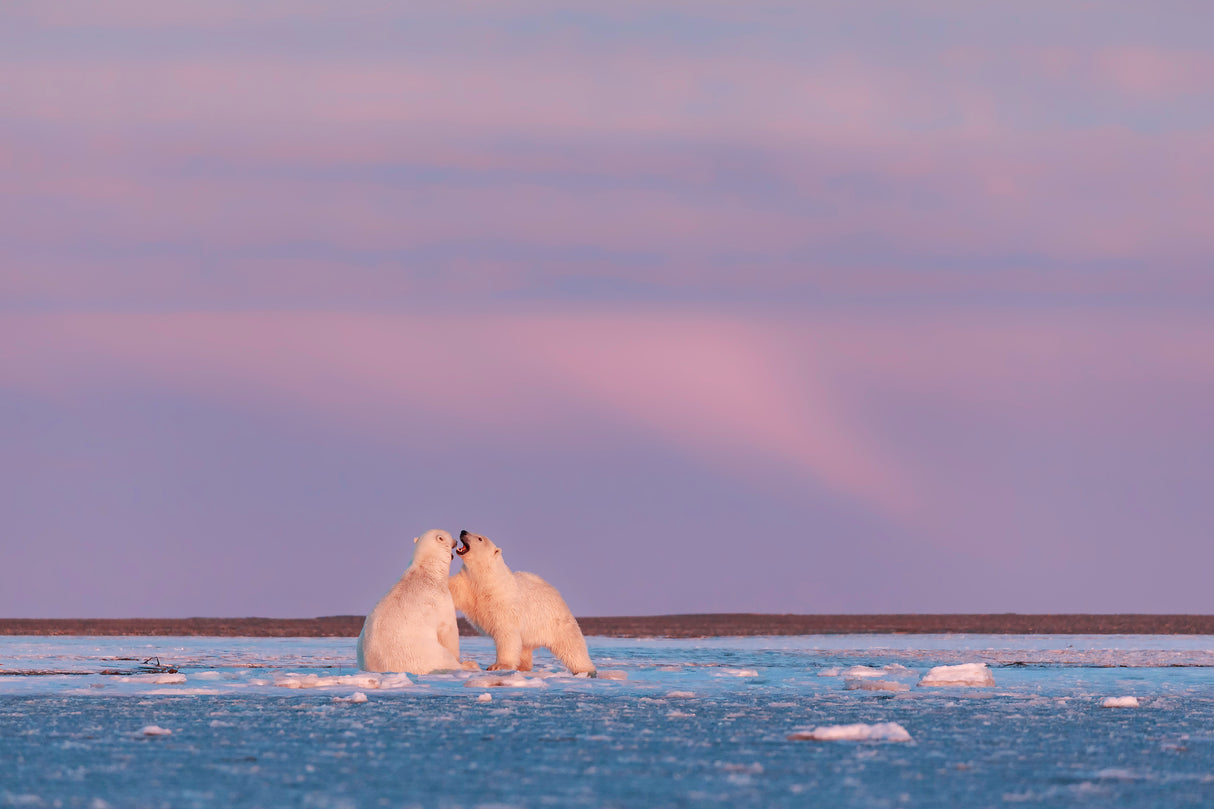 Arctic color Poster och Canvastavla