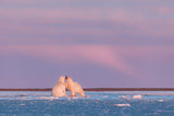 Arctic color Poster och Canvastavla