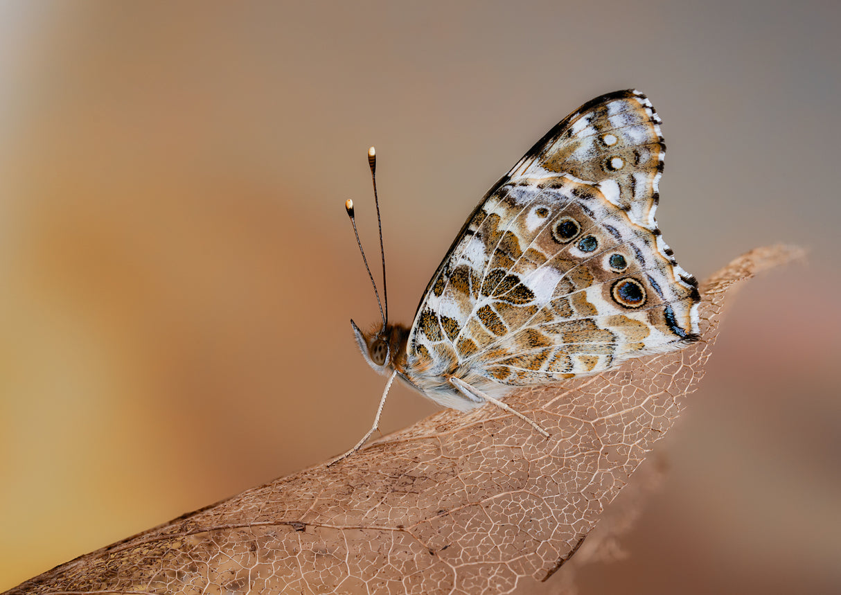 Painted lady in the morning light Poster och Canvastavla