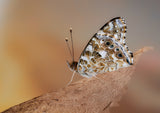 Painted lady in the morning light Poster och Canvastavla