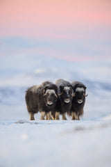 Muskox Poster och Canvastavla