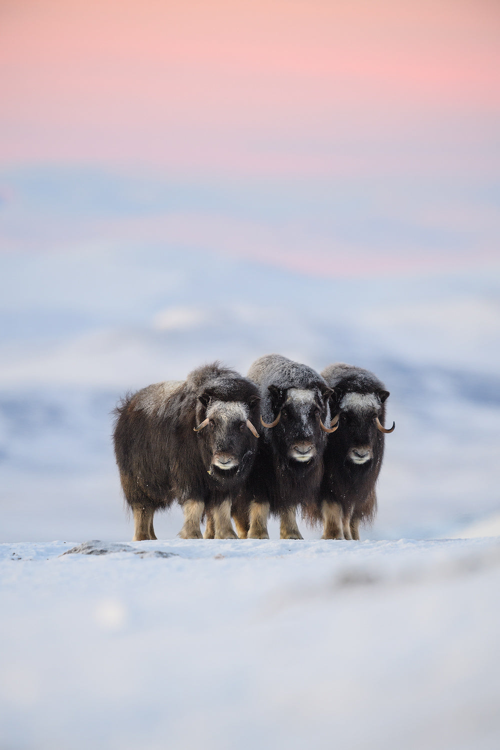 Muskox Poster och Canvastavla
