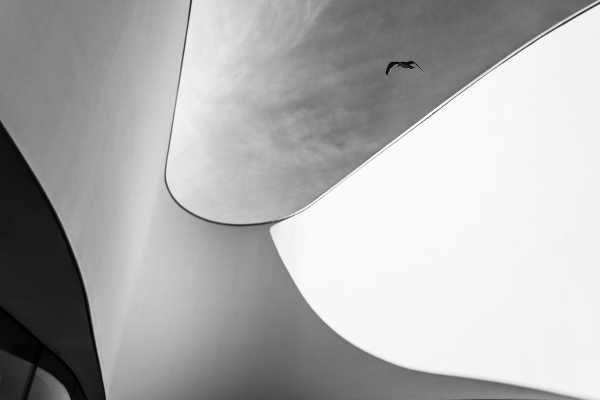 Curves Poster och Canvastavla