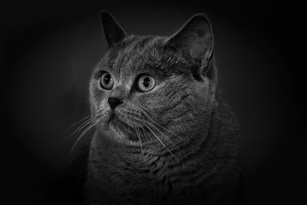 Britich cat Poster och Canvastavla